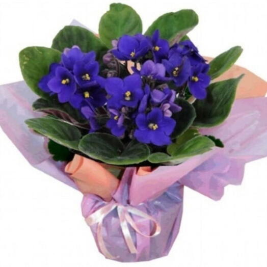 Arranjo de Violeta