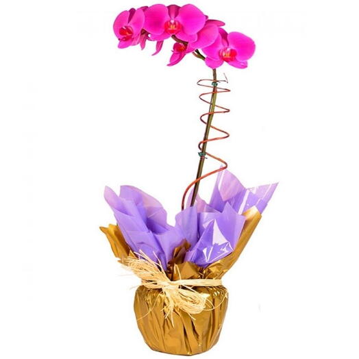 Orquidea Phalaenopsis Lilas