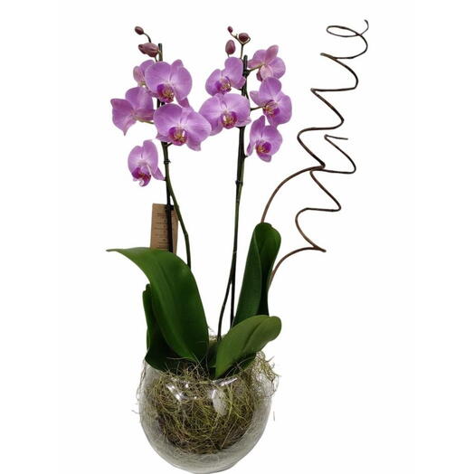 Phalaenopsis 2 Hastes no Vidro