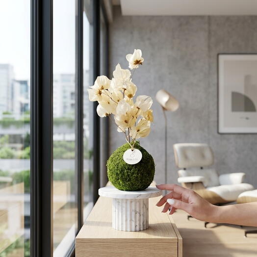 Kokedama Desidratada + Suporte P