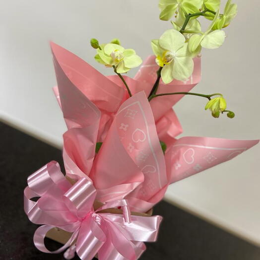 Orquidea mini