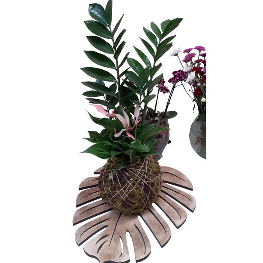Kokedama de zamioculca com mini anturio