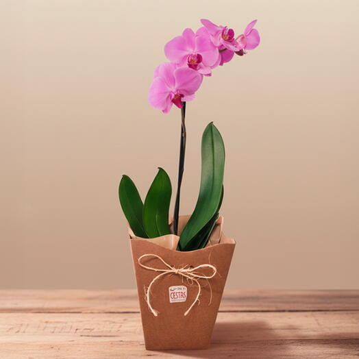 Orquidea Phalaenopsis