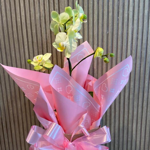 Mini orquidea
