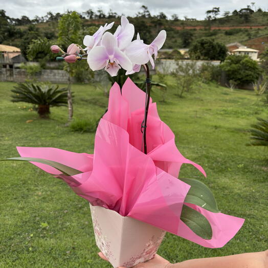 Orquidea