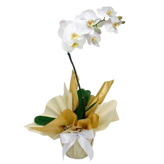 Orquidea Phalaenopsis Branca