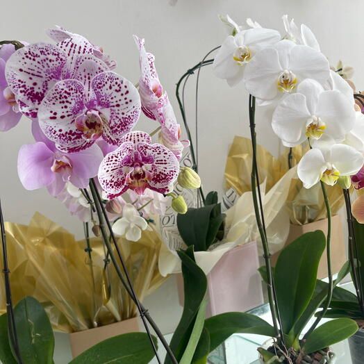 Orquideas