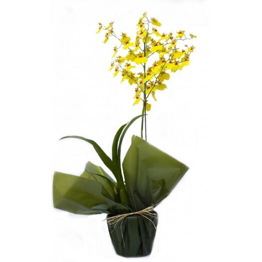 Orquidea Chuva de Ouro